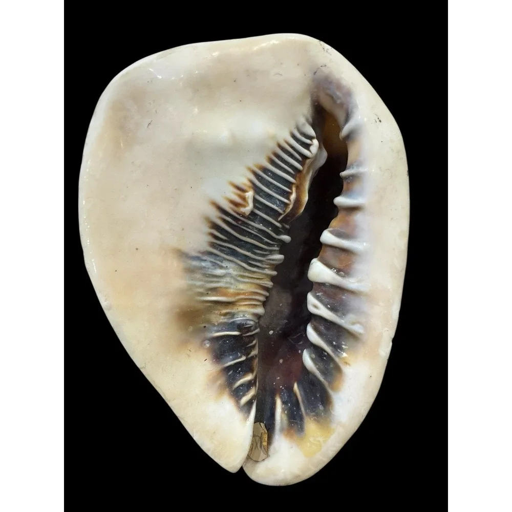 Horned CASSIS Cornuta Helmet Shell Long Lbs Large Conch